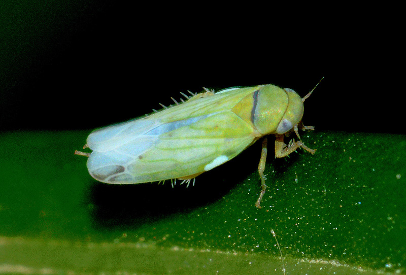 Cicadelidae da det .  2